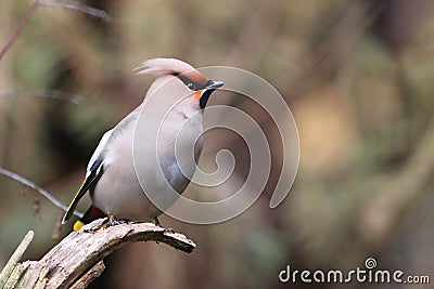 Bohemian waxwing Stock Photo