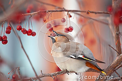 Bohemian waxwing winter passerine bird feeding on berries Stock Photo