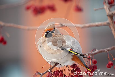 Bohemian waxwing winter passerine bird feeding on berries Stock Photo