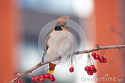 Bohemian waxwing winter passerine bird feeding on berries Stock Photo