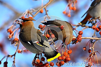 Bohemian Waxwings Stock Photo