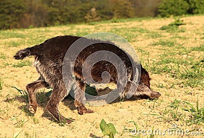 Bohemian Wire-haired Pointing Griffon finds a trace of a rodent and tries to track it down and bite it. Caught while hunting. Stock Photo