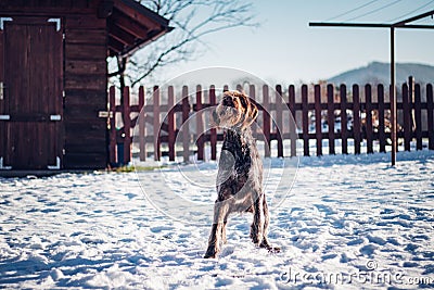 Bohemian Wire-haired Pointing Griffon jumps in the air to catch food. Funny position. Barbu tcheque prepares to jump high. He Stock Photo