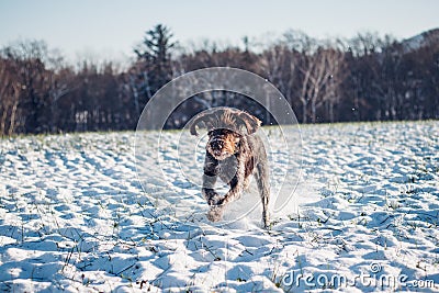 Bohemian Wire-haired Pointing Griffon runs through a snowy field on new adventures. Barbu tcheque in jump. Cesky Fousek enjoys Stock Photo