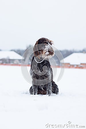 Bohemian wirehaired pointing griffon dog sitting in the snow resembling a snowman. The dog is licking his muzzle and whiskers Stock Photo