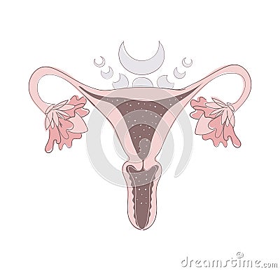 Boho illustration of a female uterus, vagina and blooming ovaries with phases of the moon. Magic illustration, sacred Vector Illustration