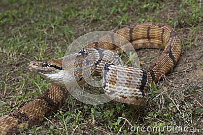 Boiga cynodon, commonly known as the dog-toothed cat snake Stock Photo