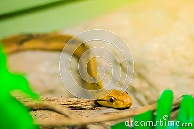 Boiga cynodon, commonly known as the dog-toothed cat snake, is a nocturnal species of rear-fanged colubrid snake endemic to Asia Stock Photo