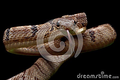 Boiga cynodon snake isolated on isolated background Stock Photo