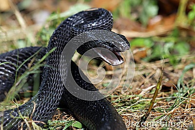 Boiga dendrophila gemmicincta ready to attack Stock Photo