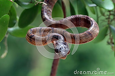 Boiga multo maculata snake closeup on branch Stock Photo