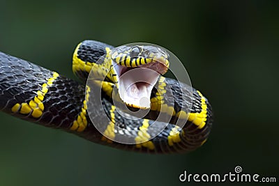 Boiga snake dendrophila yellow ringed on wood Stock Photo