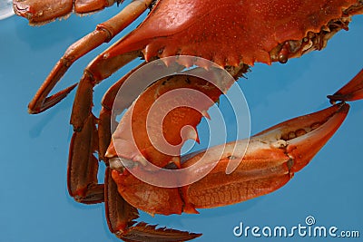 Boiled Crab Abstract Stock Photo