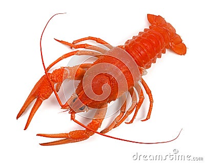 Boiled crayfish Stock Photo