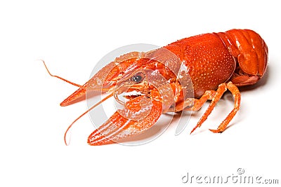 Boiled crayfish Stock Photo