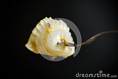 Boiled dumplings with potato filling Stock Photo