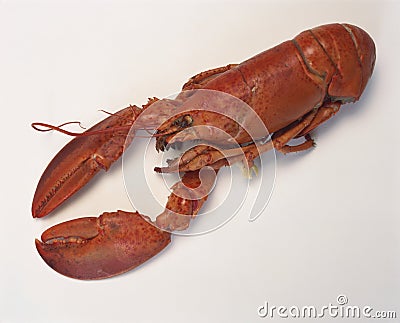 Boiled lobster Stock Photo