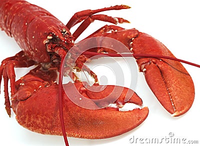 BOILED LOBSTER homarus gammarus AGAINST WHITE BACKGROUND Stock Photo