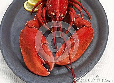 BOILED LOBSTER homarus gammarus ON PLATE Stock Photo