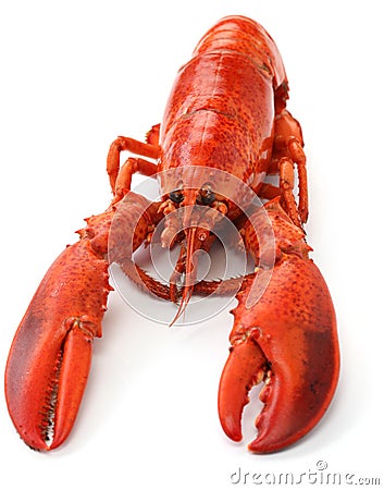 Boiled lobster Stock Photo