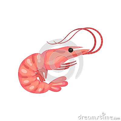 Boiled shrimp. Vector illustration on white background. Vector Illustration