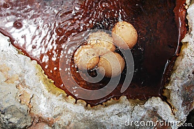 Boiling eggs in hot spring Stock Photo