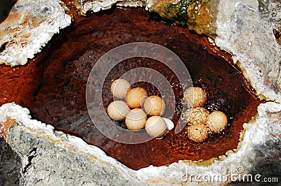 Boiling eggs in a hot spring Stock Photo