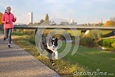 Boisterous Border Collie dog galloping along footpath at sunset Stock Photo