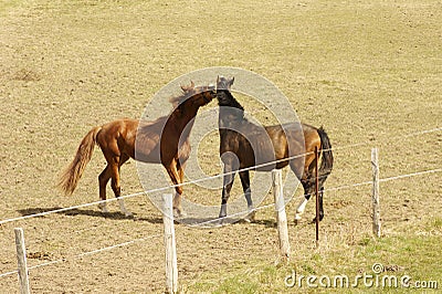 Boisterous horses Stock Photo