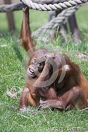 Boisterous Orangutans Stock Photo