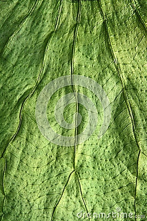 Boj tree green leaf macro closeup texture Stock Photo