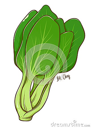 Bok Choy Green Vegetables Vector Illustration