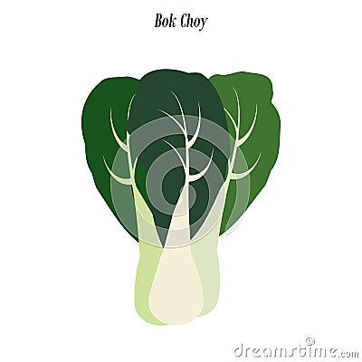 Bok choy illustration Vector Illustration