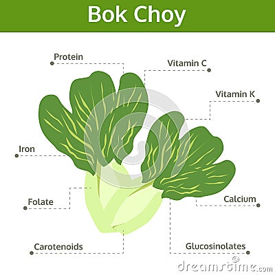 Bok choy nutrient of facts and health benefits, info graphic Vector Illustration