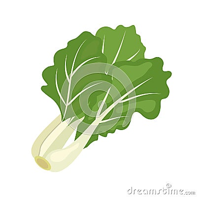 Bok choy or Pak Choi Chinese cabbage, flat style vector illustration isolated on white background Vector Illustration