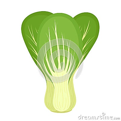 Bok choy or Pak choi. Chinese cabbage. Healthy food, fresh organic vegetable, vector illustration Vector Illustration