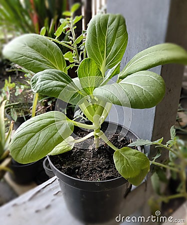 A bok choy plant on a black pot Stock Photo