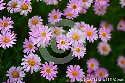 Bokeh background of pink colored Daisy flowers Stock Photo