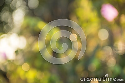 Lighte and Decoration Bokeh Blurred Out of Focus Background Stock Photo