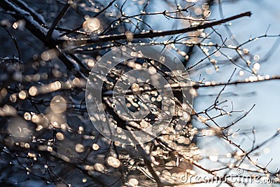 Bokeh bubbles from water drops in tree branches on a sunny day - image Stock Photo