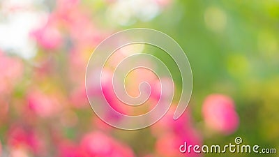 Bokeh image abstract blurred backgrounds from pink flower blossom and green leaves Stock Photo