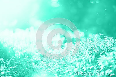 Bokeh light from sun through leaves in forest. Blur mint abstract background in trendy color. Banner. Wild nature. Trendy green Stock Photo