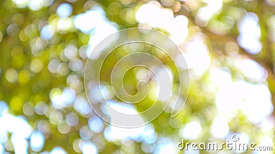 Bokeh light of tree at daytime, blurred background. Stock Photo