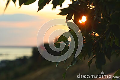 Bokeh lights. A ray of sunshine makes its way through the green foliage of a tree Stock Photo