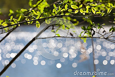 Bokeh reflections on lake, spring young leaves Stock Photo