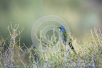 Bokmakierie Bushshrike in Kgalagadi transfrontier park, South Africa Stock Photo