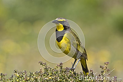 Bokmakierie shrike of Southern Africa Stock Photo