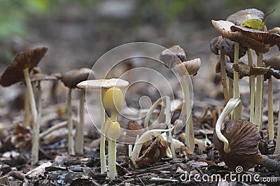 Bolbitius vitellinus mushrums Stock Photo