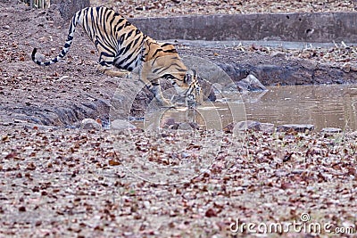 Bold and Ferocious Tiger at Tadoba National Park Stock Photo