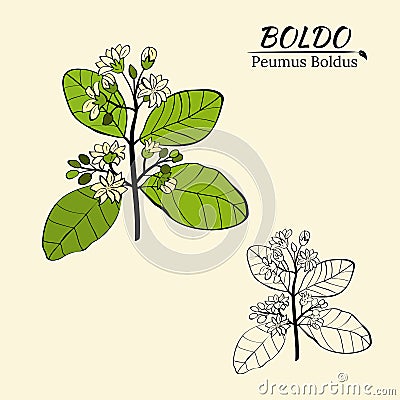 Boldo peumus boldus, culinary, aromatic and medicinal plant Vector Illustration